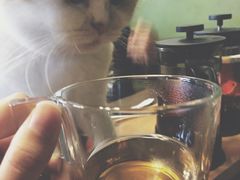 -猫猫幼稚园·撸猫·桌游·电玩