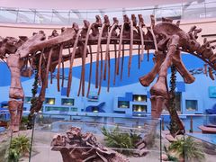 -陕西自然博物馆