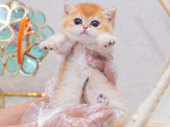 -小猫来了·猫咪专售(红山六九七九店)