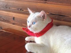 -蓝鲸·缅因猫舍