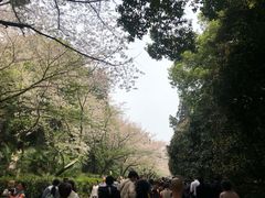 -武汉大学-樱园