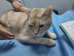 -纳吉亚猫专科动物诊疗中心(蒋宅口分院)