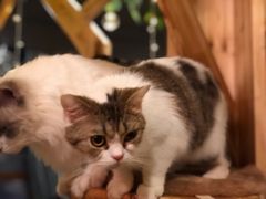-共舞时光猫咖·狗咖(新街口店)