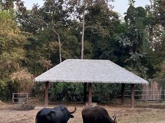 -清迈夜间动物园