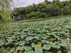 -晓港公园
