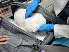 -达爱动物医院·犬猫分区·CT·复杂眼科(远洋山水分院)