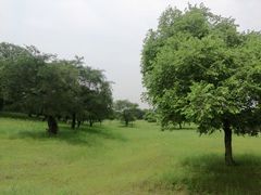 -乌兰布统草原