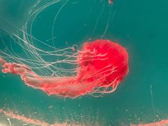 -海合安青岛极地海洋公园