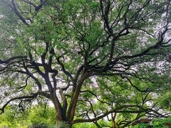 -中国茶叶博物馆(双峰馆区)