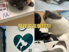 -瑞派康怡24h宠物医院·犬猫医疗中心·微创绝育(瑞景分院)