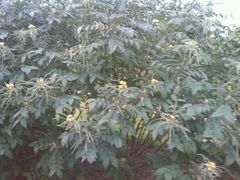 android_upload_pic-广西壮族自治区药用植物园