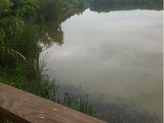 -大湾区中央湿地公园