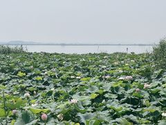 -七的湖·晚芳亭·阳澄湖农家菜·大闸蟹(莲花岛店)