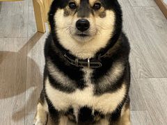 -柴迷FANS CLUB·柴犬狗咖·猫咖