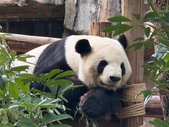 -灵玲国际马戏城
