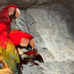 -Zoolung Zoolung动物主题公园(海信广场店)