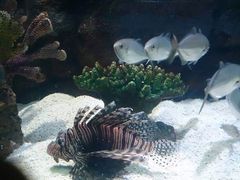 image-苏州海洋馆