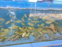 -七鲜渔港美食餐厅(巽寮湾海景店)