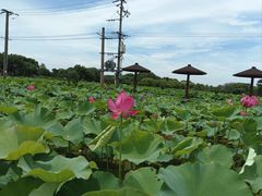 -嘉北郊野公园