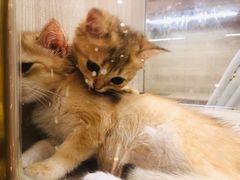 -飞行喵MR PILOT|猫舍·猫咖(静安大融城店)