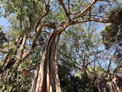 -瑞丽独树成林风景区