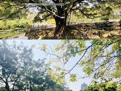 -晓港公园