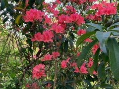 -南汇桃花村