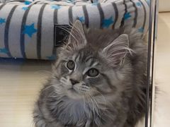 -momokira米努特·德文卷毛猫·棉花面纱犬