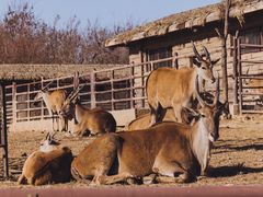 -济南野生动物世界