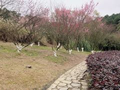 -铁山坪森林公园