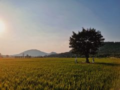 -艾米稻香小镇