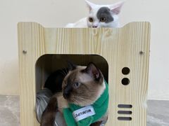 -猫力发电所·宠物专门店