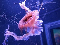 -成都浩海立方海洋公园