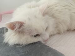 -北京观赏动物医院·24小时大型综合·猫专科·异宠专科