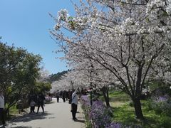 -苏州上方山国家森林公园