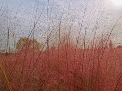 -花博汇(知音花月夜)