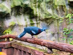 -清迈夜间动物园