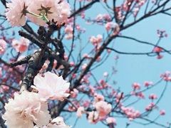 -天适樱花悠乐园