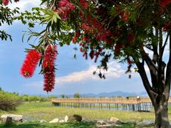 -洱海月湿地公园