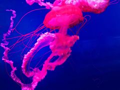 -西安曲江海洋极地公园