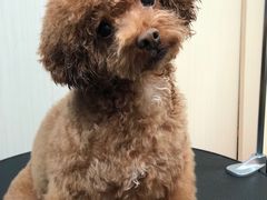 -小尾巴宠物店(万科·金域华庭店)