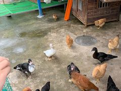 -美的鹭湖探索王国