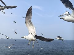 -海驴岛(荣成市)