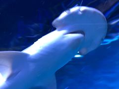 -迪拜水族馆及水下动物园