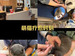 -御宝贝·A梦猫科宠物医院(国际猫友好医院)