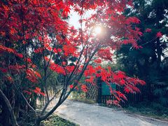 -东平国家森林公园