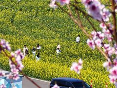-桑洲油菜花景区