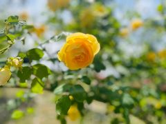 -都江堰玫瑰花溪谷