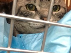 -伟伟宠物医院·CT影像中心·瑞派犬猫综合性门诊(汉口总院)