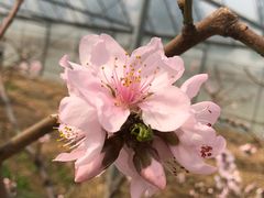 -南汇桃花村